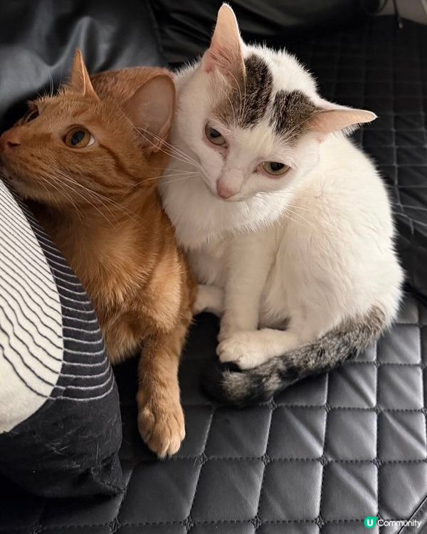 貓咪暖暖冬日 ☀️🐱🐱