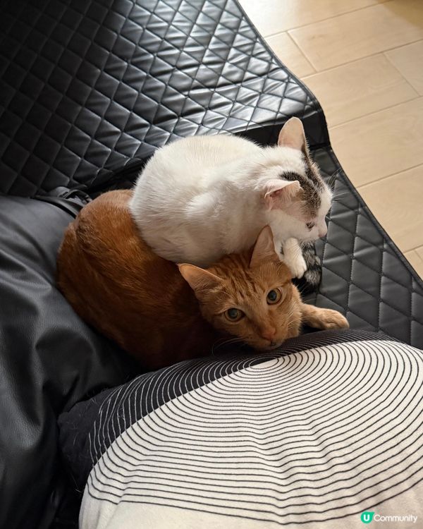 貓咪暖暖冬日 ☀️🐱🐱