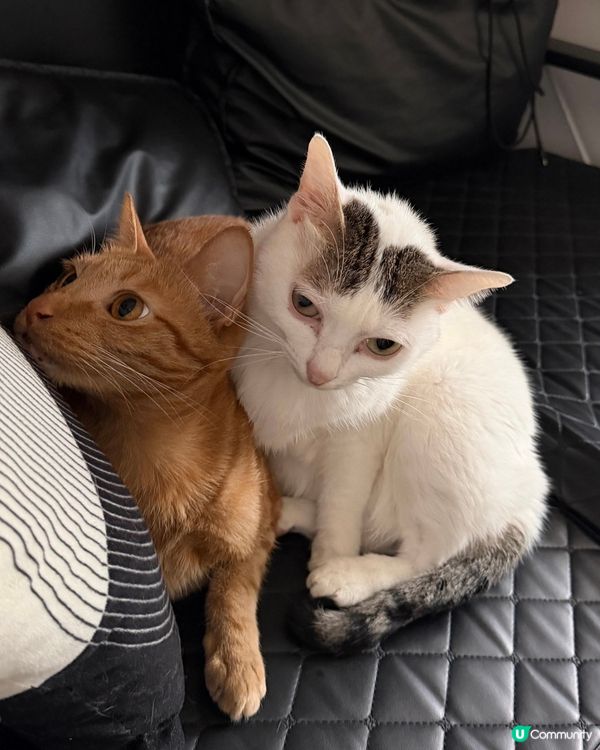 貓咪暖暖冬日 ☀️🐱🐱