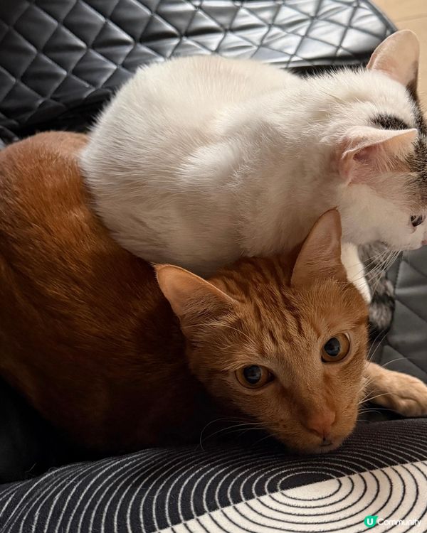 貓咪暖暖冬日 ☀️🐱🐱