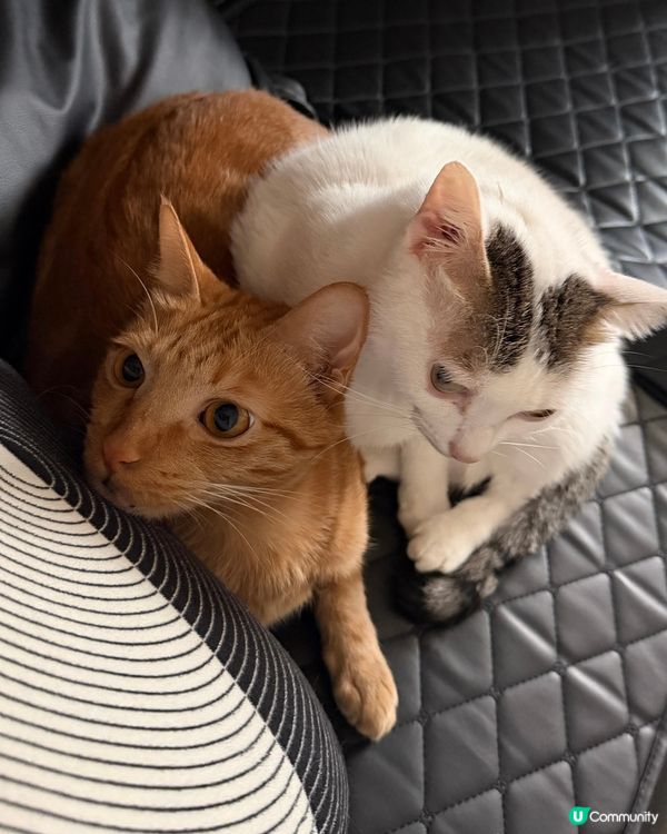 貓咪暖暖冬日 ☀️🐱🐱