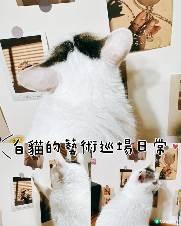 貓咪藝術家巡場！🎨好奇心爆棚！