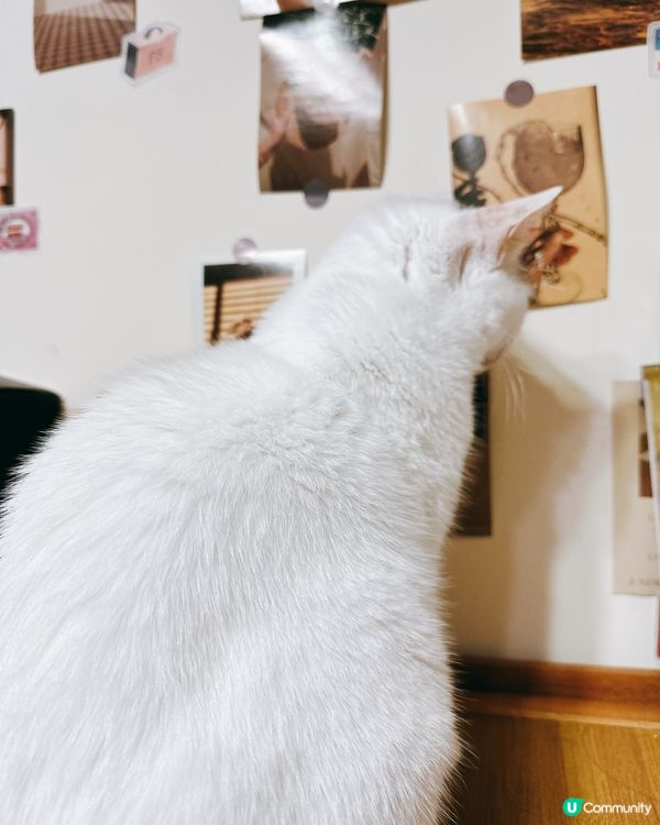 貓咪藝術家巡場！🎨好奇心爆棚！