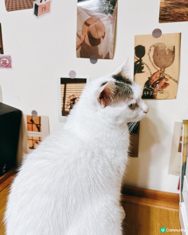 貓咪藝術家巡場！🎨好奇心爆棚！
