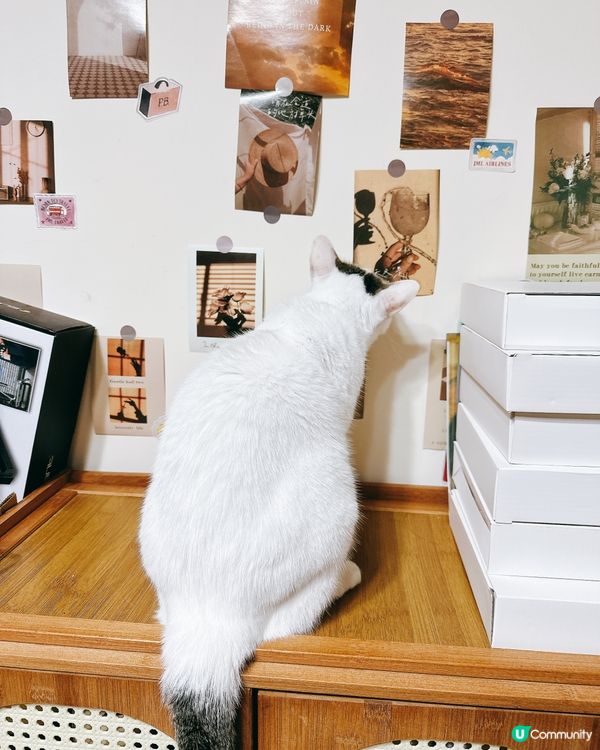 貓咪藝術家巡場！🎨好奇心爆棚！