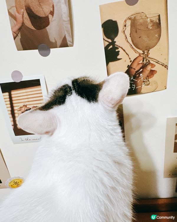 貓咪藝術家巡場！🎨好奇心爆棚！