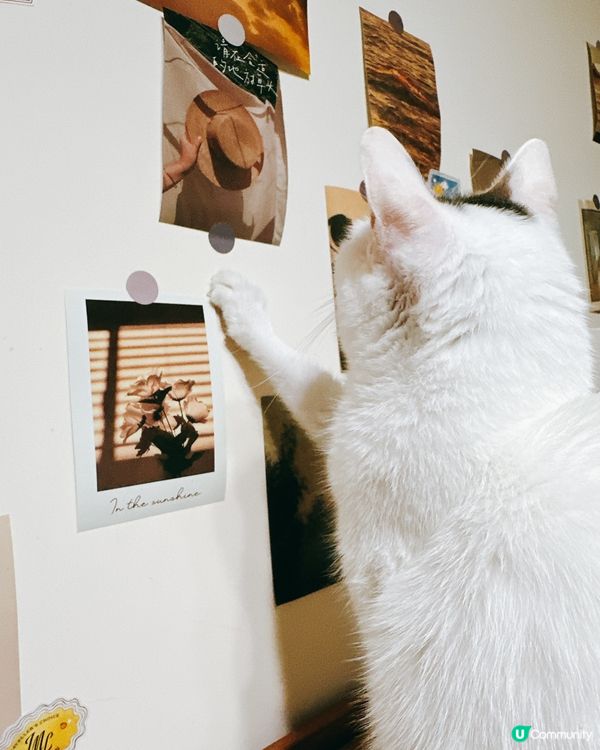 貓咪藝術家巡場！🎨好奇心爆棚！