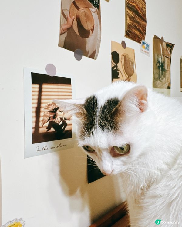 貓咪藝術家巡場！🎨好奇心爆棚！