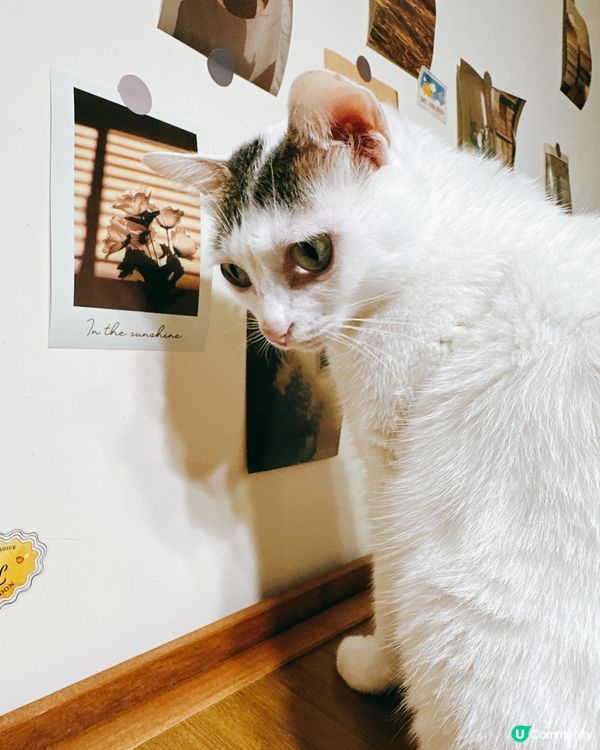 貓咪藝術家巡場！🎨好奇心爆棚！