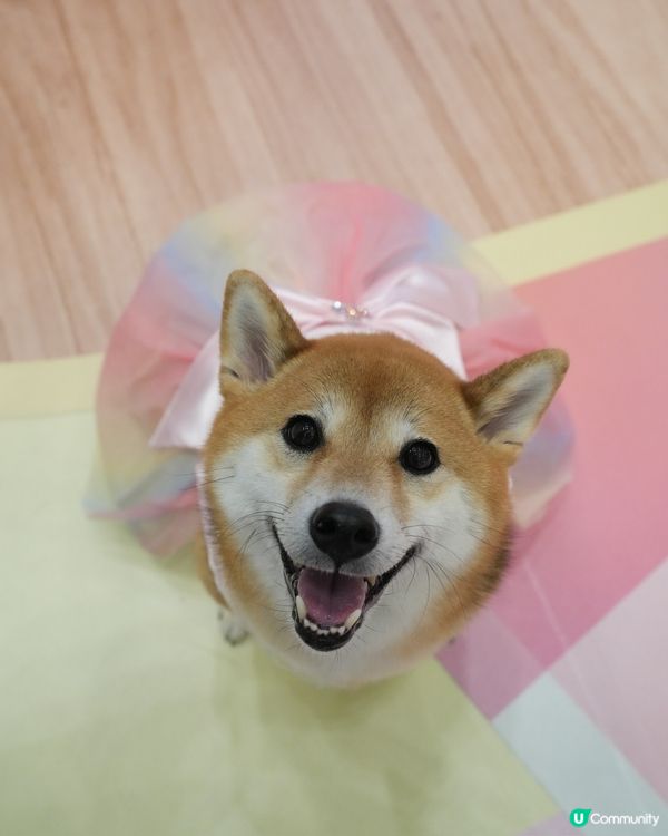 著裙終於唔係細狗先岩👗