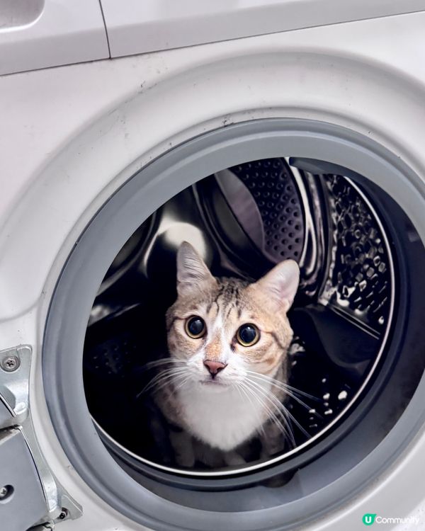 🐱洗衣機長出貓啦🐱