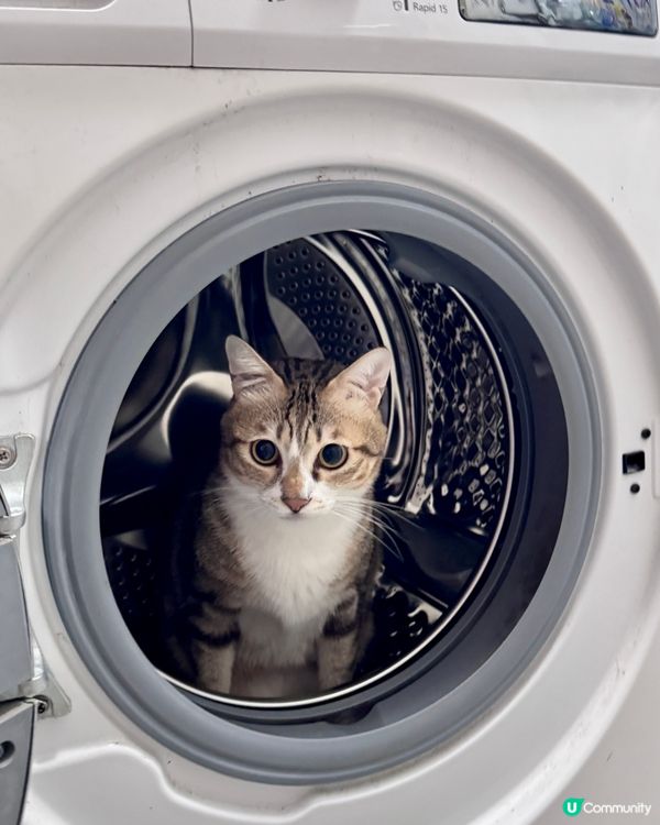 🐱洗衣機長出貓啦🐱