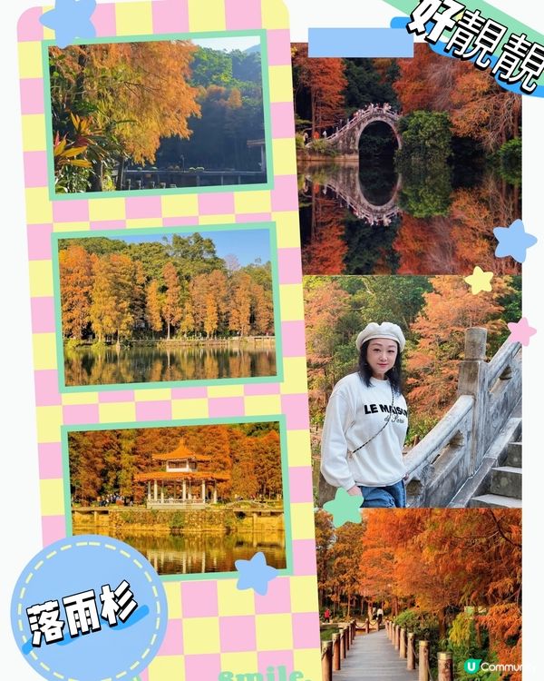 🌳仙湖落羽杉黃了！🍁深圳最美公園！