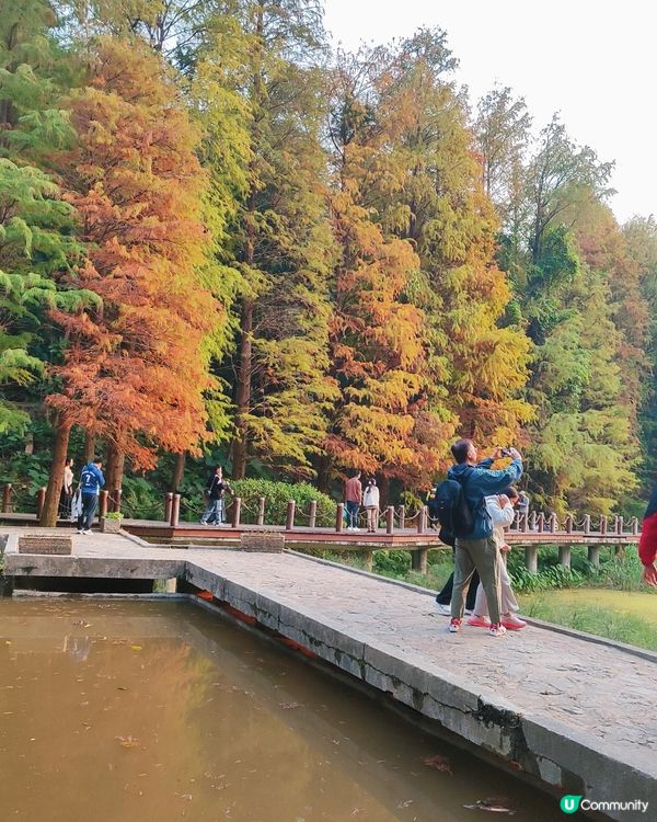 🌳仙湖落羽杉黃了！🍁深圳最美公園！