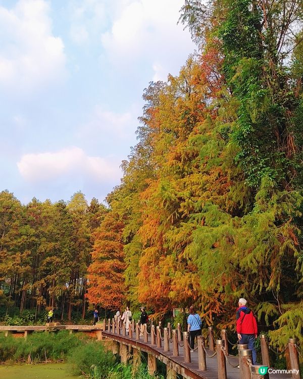 🌳仙湖落羽杉黃了！🍁深圳最美公園！