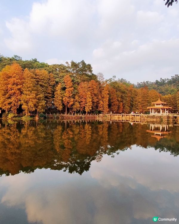 🌳仙湖落羽杉黃了！🍁深圳最美公園！