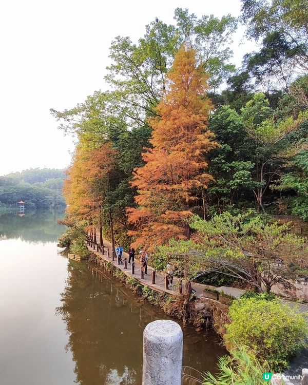 🌳仙湖落羽杉黃了！🍁深圳最美公園！