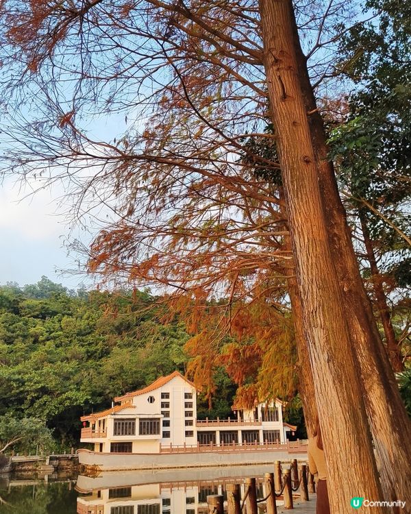 🌳仙湖落羽杉黃了！🍁深圳最美公園！