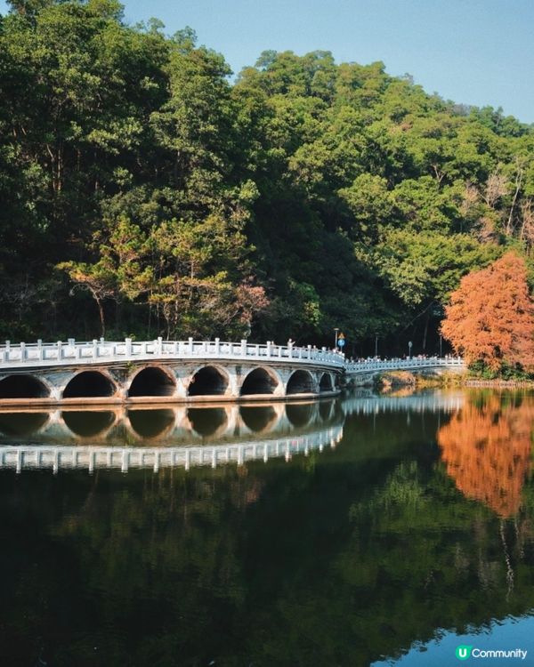 🌳仙湖落羽杉黃了！🍁深圳最美公園！