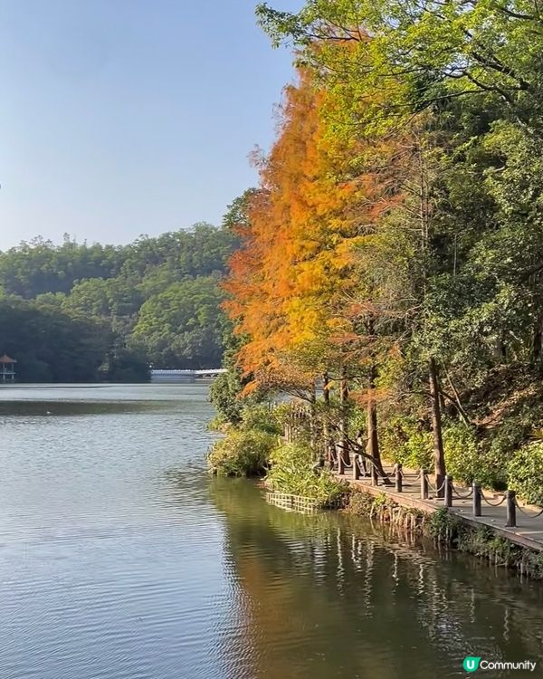 🌳仙湖落羽杉黃了！🍁深圳最美公園！