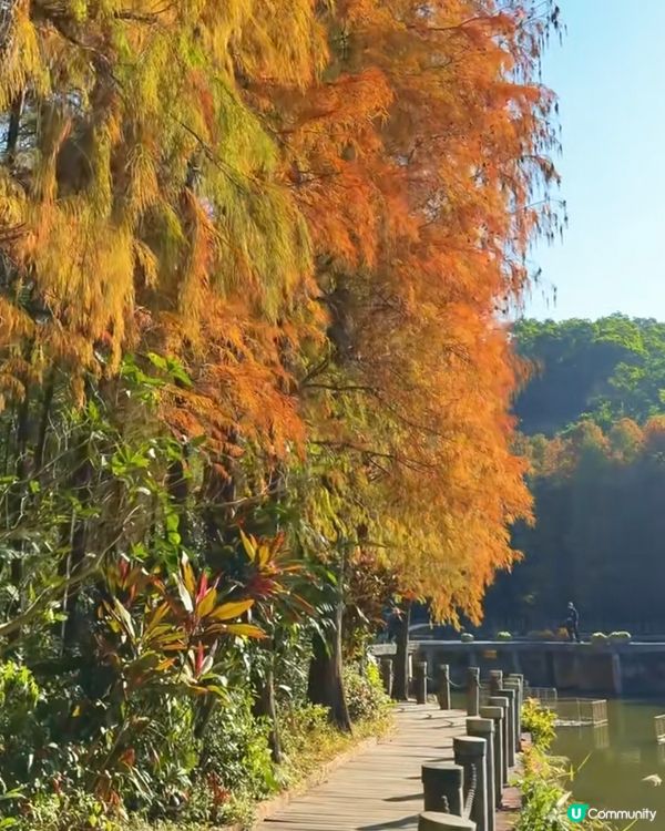 🌳仙湖落羽杉黃了！🍁深圳最美公園！