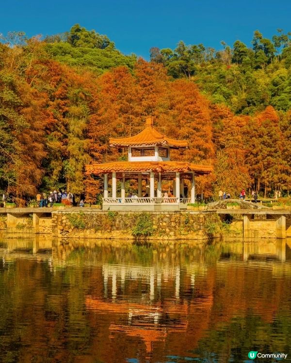 🌳仙湖落羽杉黃了！🍁深圳最美公園！