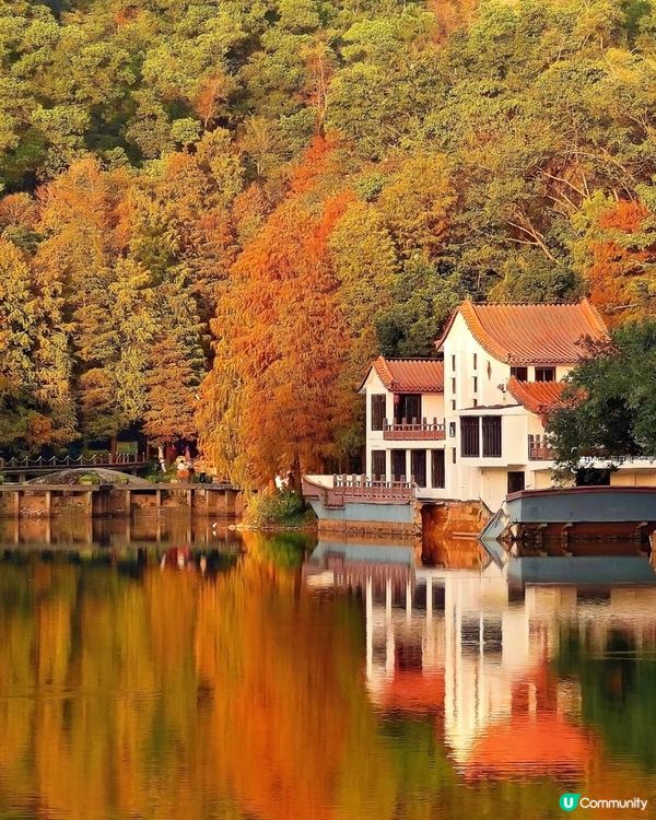 🌳仙湖落羽杉黃了！🍁深圳最美公園！