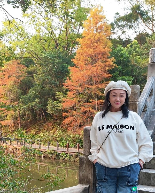 🌳仙湖落羽杉黃了！🍁深圳最美公園！