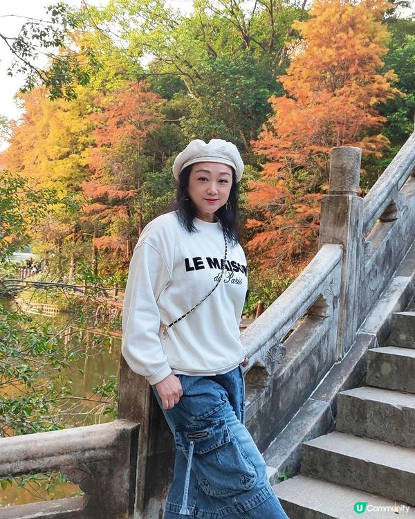 🌳仙湖落羽杉黃了！🍁深圳最美公園！