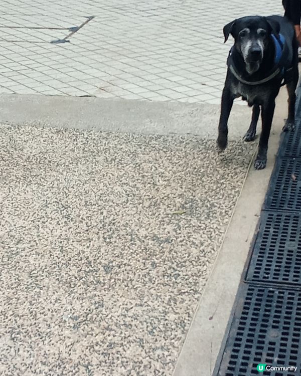 Mother of Christ protect Dog