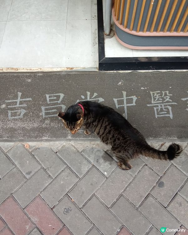 貓狗寵物街白冷購物大道