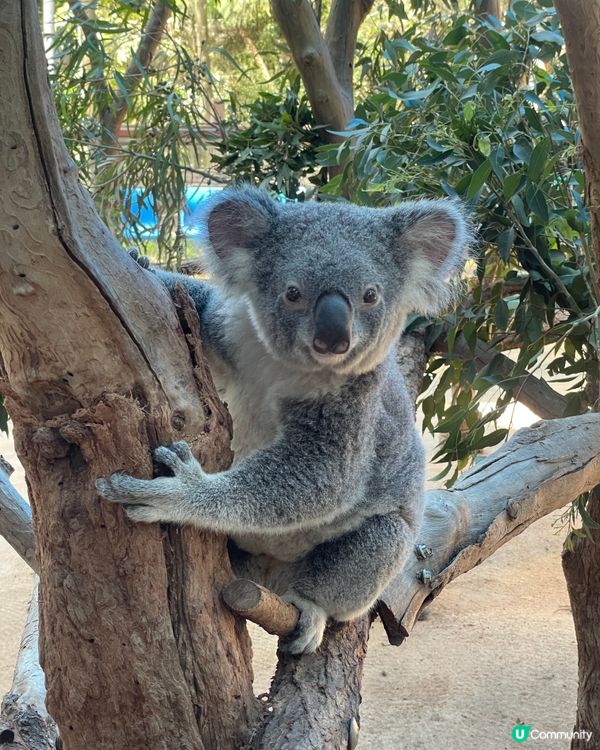 🐨 Koala Park|離市中心最近的｢動物小樂園｣