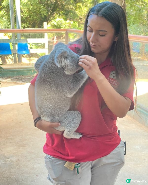 🐨 Koala Park|離市中心最近的｢動物小樂園｣