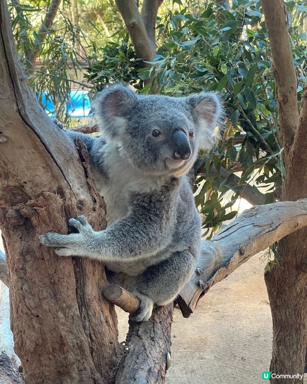 🐨 Koala Park|離市中心最近的｢動物小樂園｣