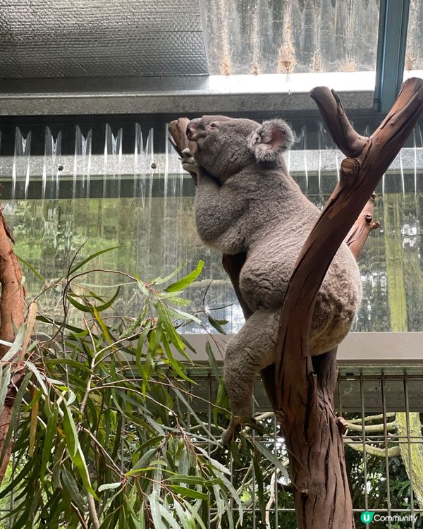 🐨 Koala Park|離市中心最近的｢動物小樂園｣