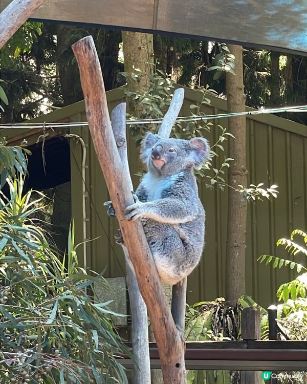🐨 Koala Park|離市中心最近的｢動物小樂園｣