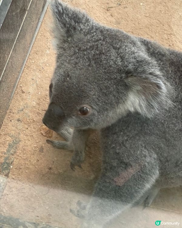 🐨 Koala Park|離市中心最近的｢動物小樂園｣
