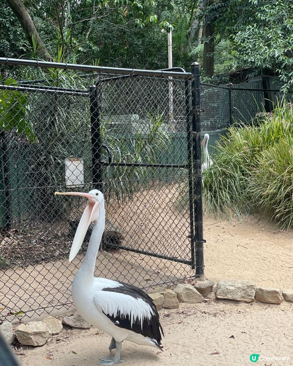 🐨 Koala Park|離市中心最近的｢動物小樂園｣