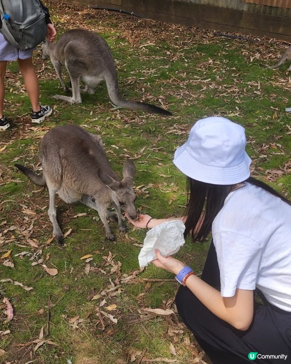 🐨 Koala Park|離市中心最近的｢動物小樂園｣