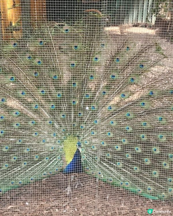 🐨 Koala Park|離市中心最近的｢動物小樂園｣