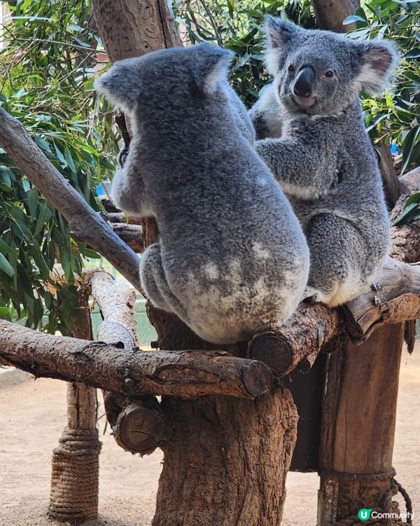 🐨 Koala Park|離市中心最近的｢動物小樂園｣