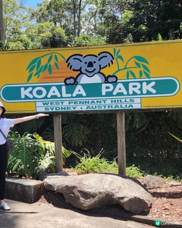 🐨 Koala Park|離市中心最近的｢動物小樂園｣