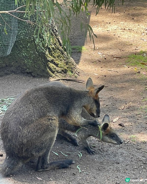 🐨 Koala Park|離市中心最近的｢動物小樂園｣