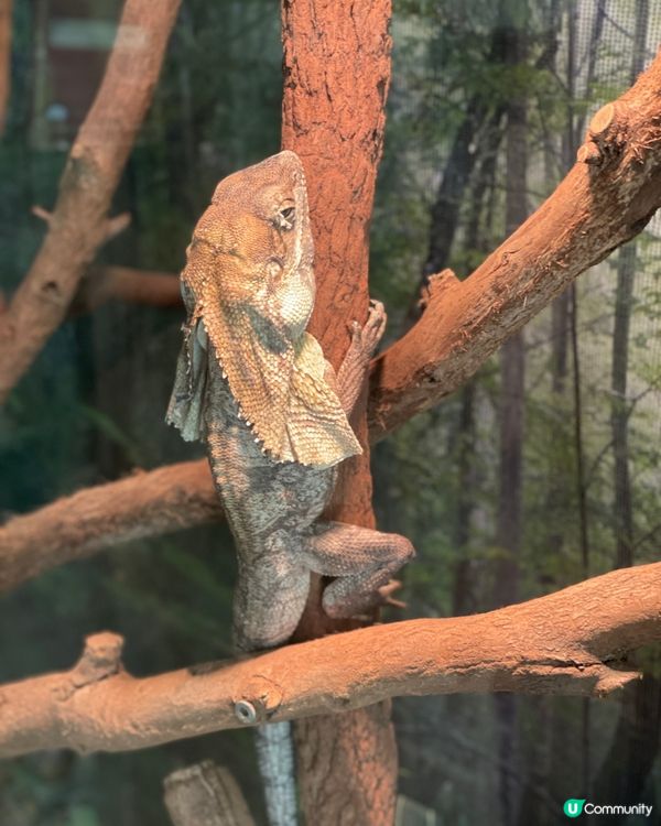 🐨 Koala Park|離市中心最近的｢動物小樂園｣