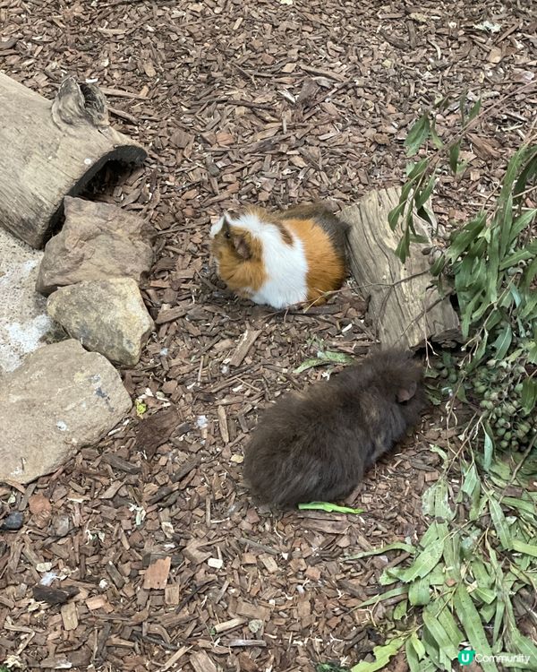🐨 Koala Park|離市中心最近的｢動物小樂園｣