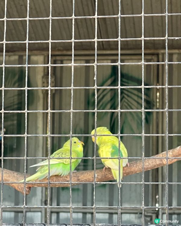 🐨 Koala Park|離市中心最近的｢動物小樂園｣