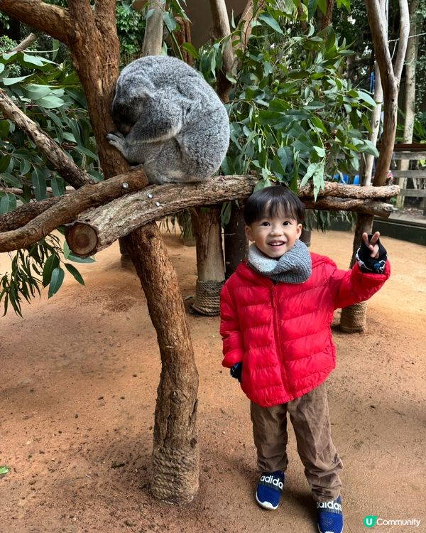 悉尼Koala天堂！免費泊車📸🐨