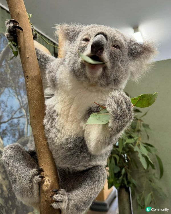 悉尼Koala天堂！免費泊車📸🐨