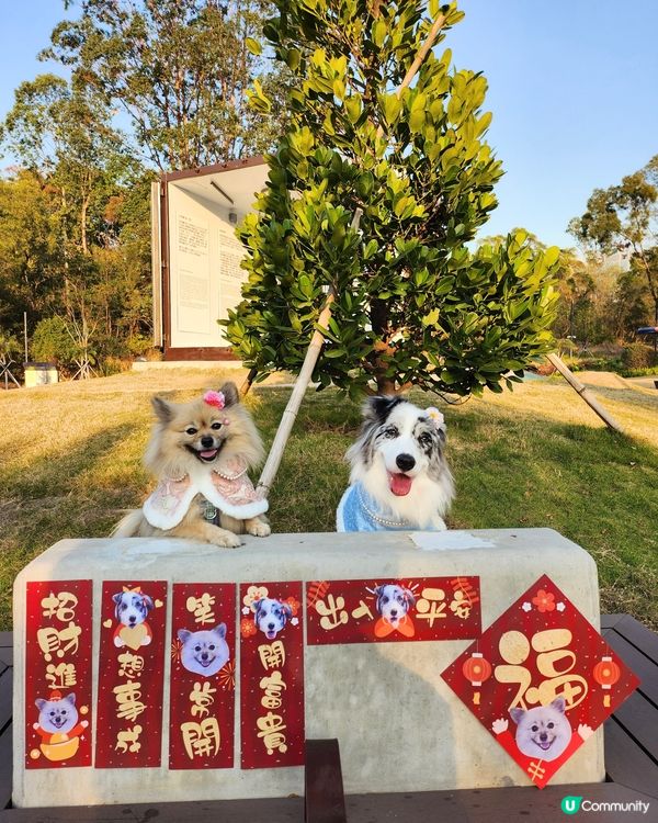 獨家設計專屬揮春！🐶👶🐶新年必備！🧧✨