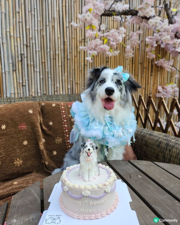 Moko 1歲啦！🐶🎂